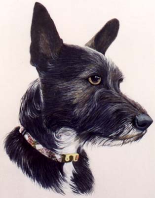 Pet Portraits - Mongrel Head Study Ziggy - Watercolours