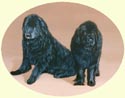 Click for larger image of Newfound Dogs painting