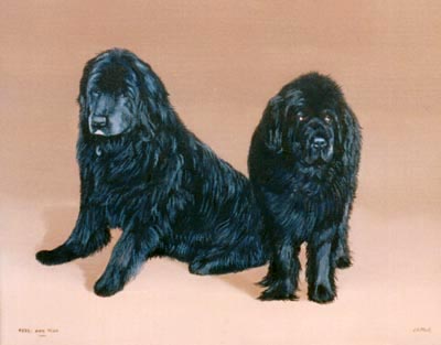 Pet Portraits - Newfoundland Dog Paintings