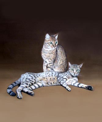 bengal cats 