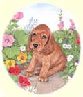Click for Larger Image of Cocker Spaniel Puppy