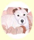 Click for Larger Image of Jack Russell Terrier