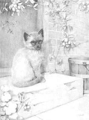 Pet Portraits - Cat and Kitten Paintings and Pencil Studies from Your Own Photos