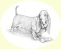 Click for larger image of dog portrait in pencil