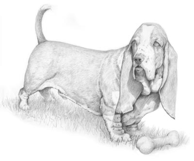 Pet Portraits - Dog Paintings from Your Own Photos - Basset Hound