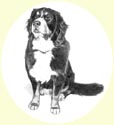 Click for larger image of dog portrait in pencil