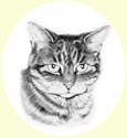 Click for larger image of cat portrait in pencil