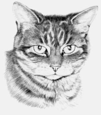 Pet Portraits - Cat Paintings and Pencil Studies from Your Own Photos