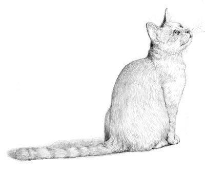 Pet Portraits - Cat and Kitten Paintings and Pencil Studies from Your Own Photos