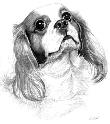 Pet Portraits - Dog Paintings and Pencil Studies from Your Own Photos
