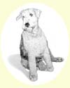 Click for larger image of dog portrait in pencil