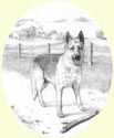 Click for larger image of dog portrait in pencil