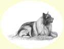 Click for larger image of dog portrait in pencil