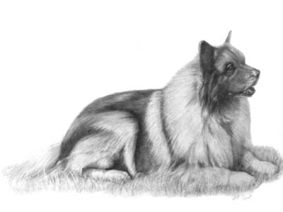 Pet Portraits - Dog Paintings from Your Own Photos