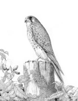 Pet Portraits - Bird Paintings from Your Own Photos - Kestrel Pencil Study