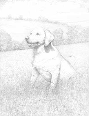 Pet Portraits - Dog Paintings from Your Own Photos