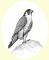 Click for larger image of bird portrait in pencil