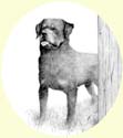 Click for larger image of dog portrait in pencil