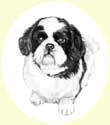 Click for larger image of dog portrait in pencil