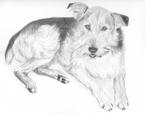 Pet Portraits - Dog Paintings from Your Own Photos