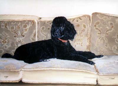 Pet Portraits - Poodle Judy on Settee - Oils