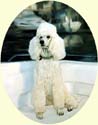 Click for larger image of poodle painting