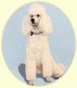 Click for larger image of poodle painting