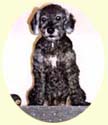 Click for larger image of poodle painting