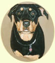 Click for Larger image of Rotweiler