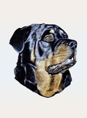 Pet Portraits - Rotweiler Head Study - Watercolours