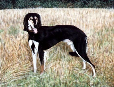 Pet Portraits - Saluki Painting