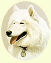 Click for Larger Image of Samoyed