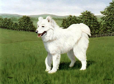 Pet Portraits - Samoyed Full Body Study - Oils