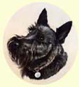 Click for Larger Image of Scottish Terriers dog painting