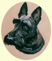 Click for Larger Image of Scottish Terriers dog painting