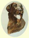 Click for larger image of Liver Setter