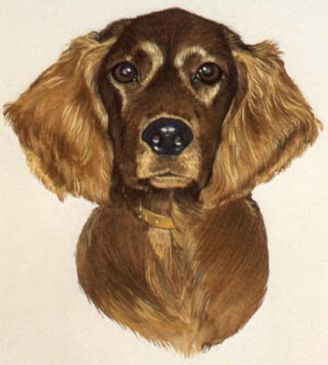 Pet Portraits - Red Setter - Watercolours