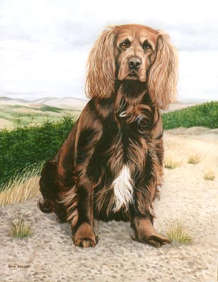 Pet Portraits - Red Setter Tam - Oils