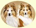 Click for Larger Image of Shetland Sheepdogs - Shelties