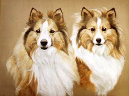 Pet Portraits - 2 Shetland Sheepdogs - Shelties - Oils