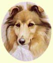 Click for Larger Image of Shetland Sheepdog - Sheltie