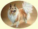 Click for Larger Image of Shetland Sheepdog - Sheltie