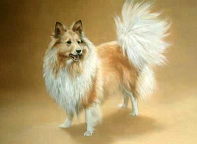 Pet Portraits - Shetland Sheepdog Full Body Study - Sheltie - Oils