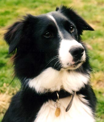 Skye the Border Collie