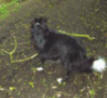 Skye the Border Collie with a branch she wants to keep.