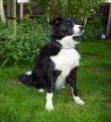 Skye posing nicely so she can have that treat just out of camera range.