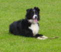 Skye the Border Collie lying down in Floyds field