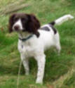 Border Collie Skye's house brother Borage