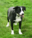 Border Collie Skye's house sister Breeze a Border Collie Mix from Dogs Trust