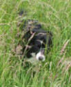 Border Collie Skye hunting again.